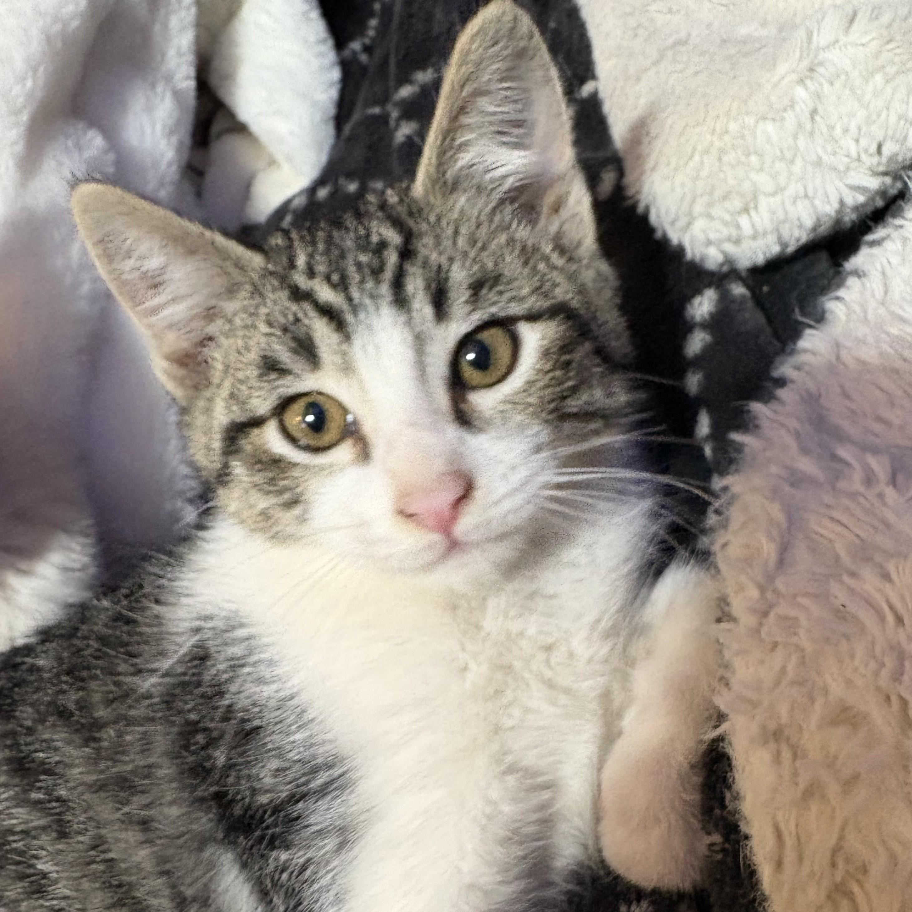 Hunter, a Adoptable Domestic Short Hair in Shingletown, CA image 1/2