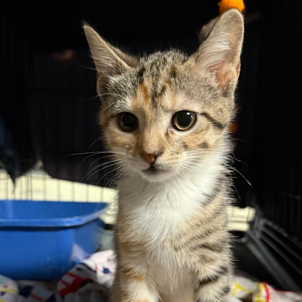 Enlarge Queen $150, a Adoptable Domestic Short Hair in Milwaukee, WI image 1/5