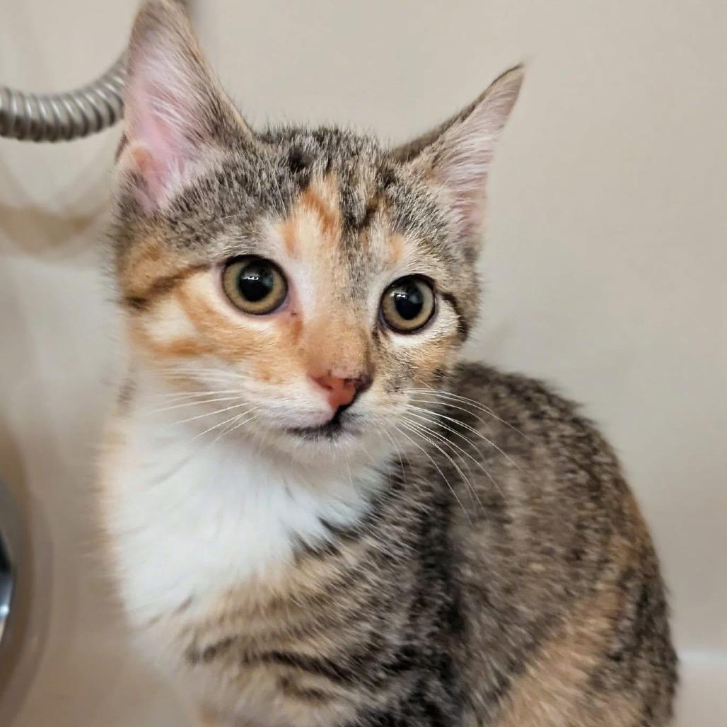 Enlarge Queen $150, a Adoptable Domestic Short Hair in Milwaukee, WI image 2/5