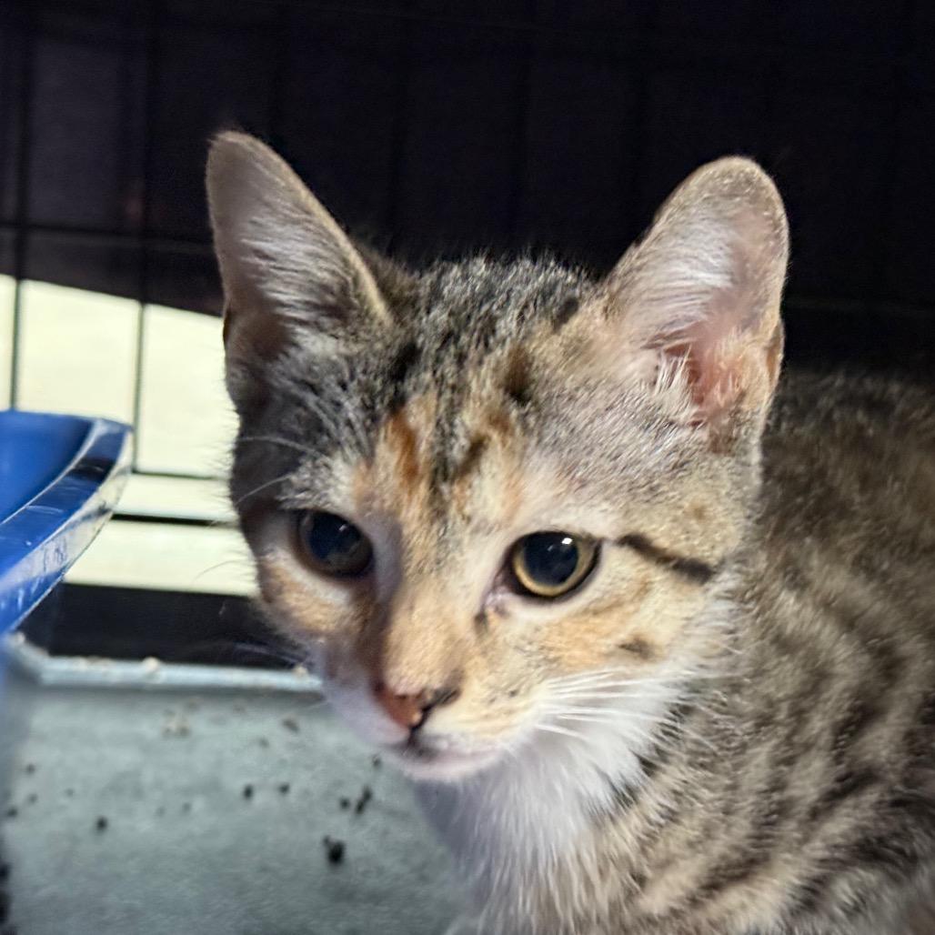 Enlarge Queen $150, a Adoptable Domestic Short Hair in Milwaukee, WI image 4/5