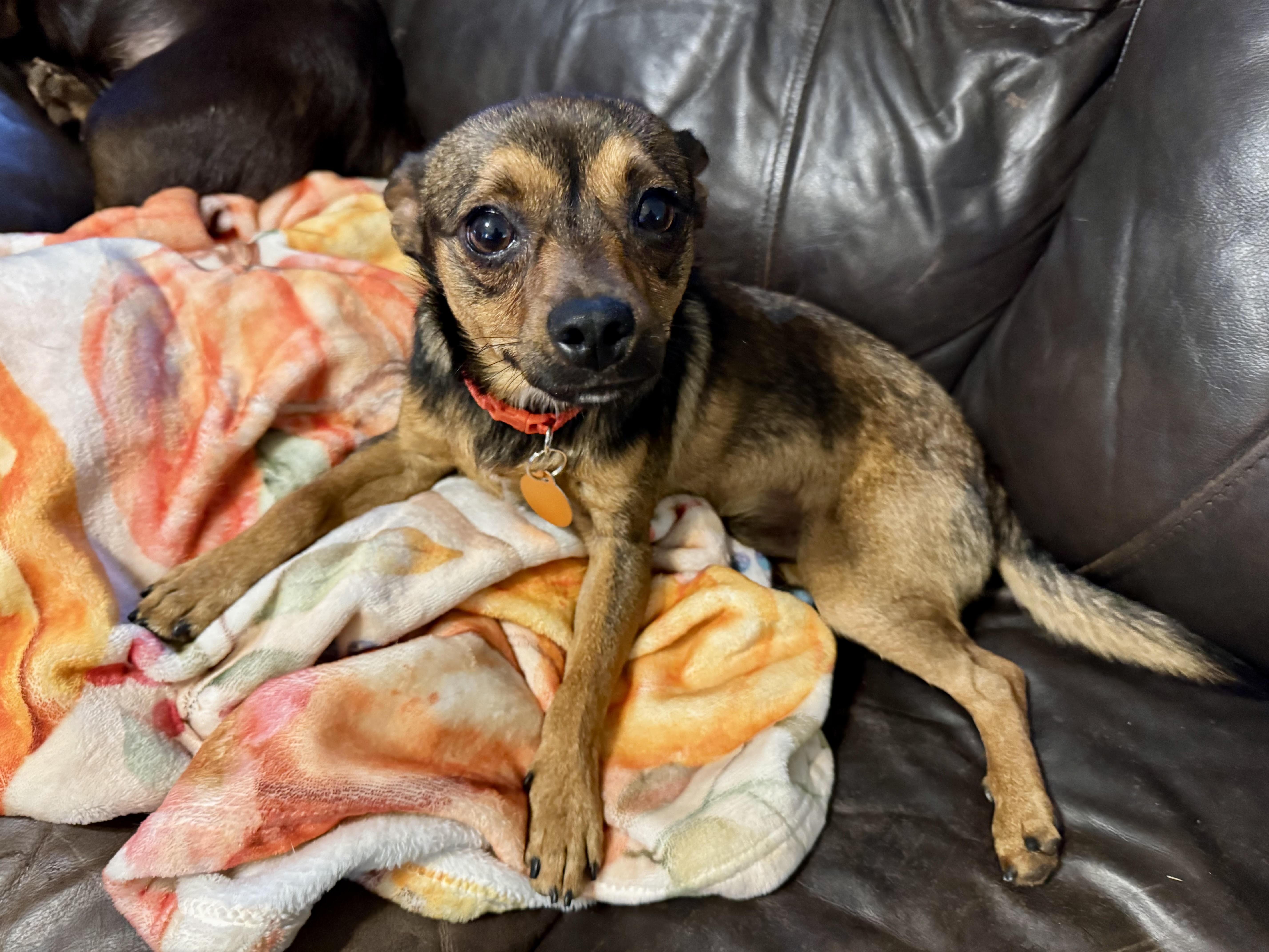 Peso, a ADOPTABLE mixed breed in Maiden, NC image 4/6