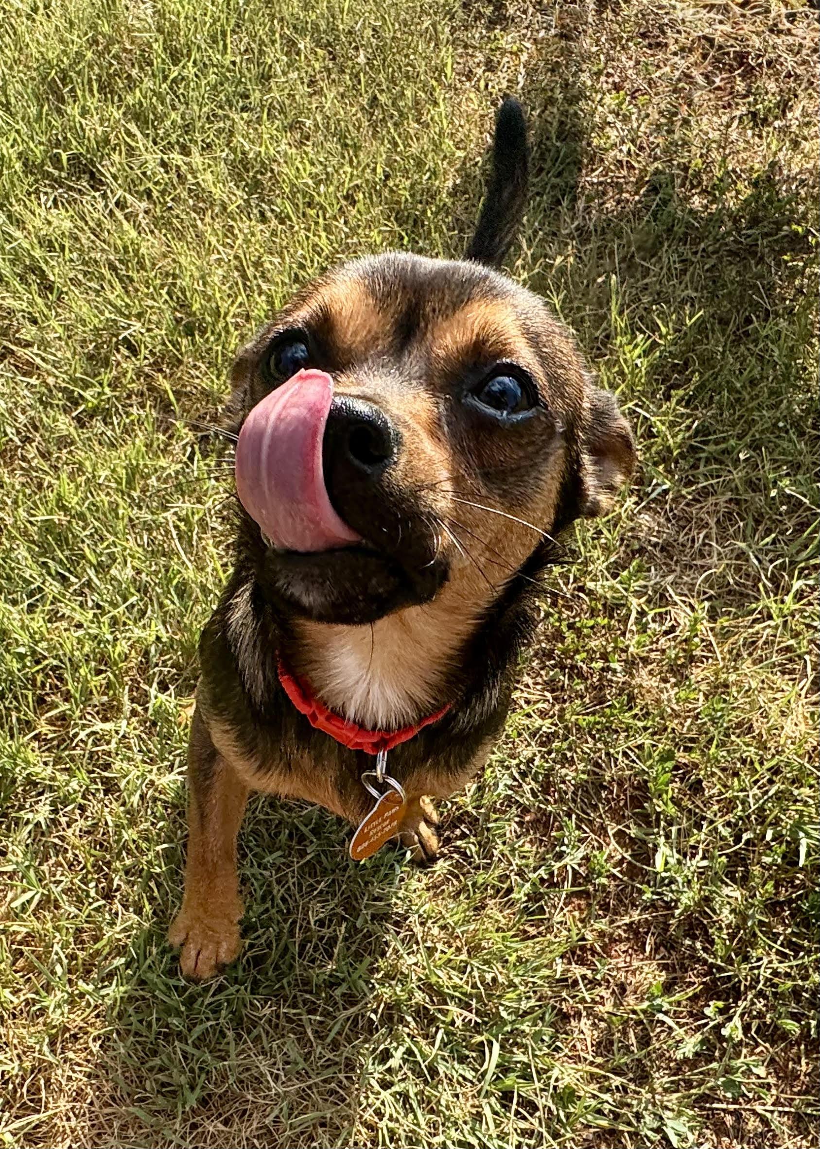 Peso, a ADOPTABLE mixed breed in Maiden, NC image 5/6