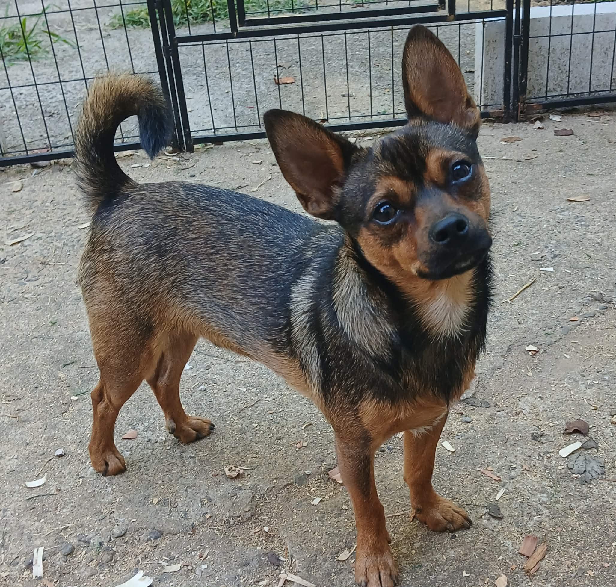 Enlarge Peso, a Adoptable mixed breed in Maiden, NC image 1/6