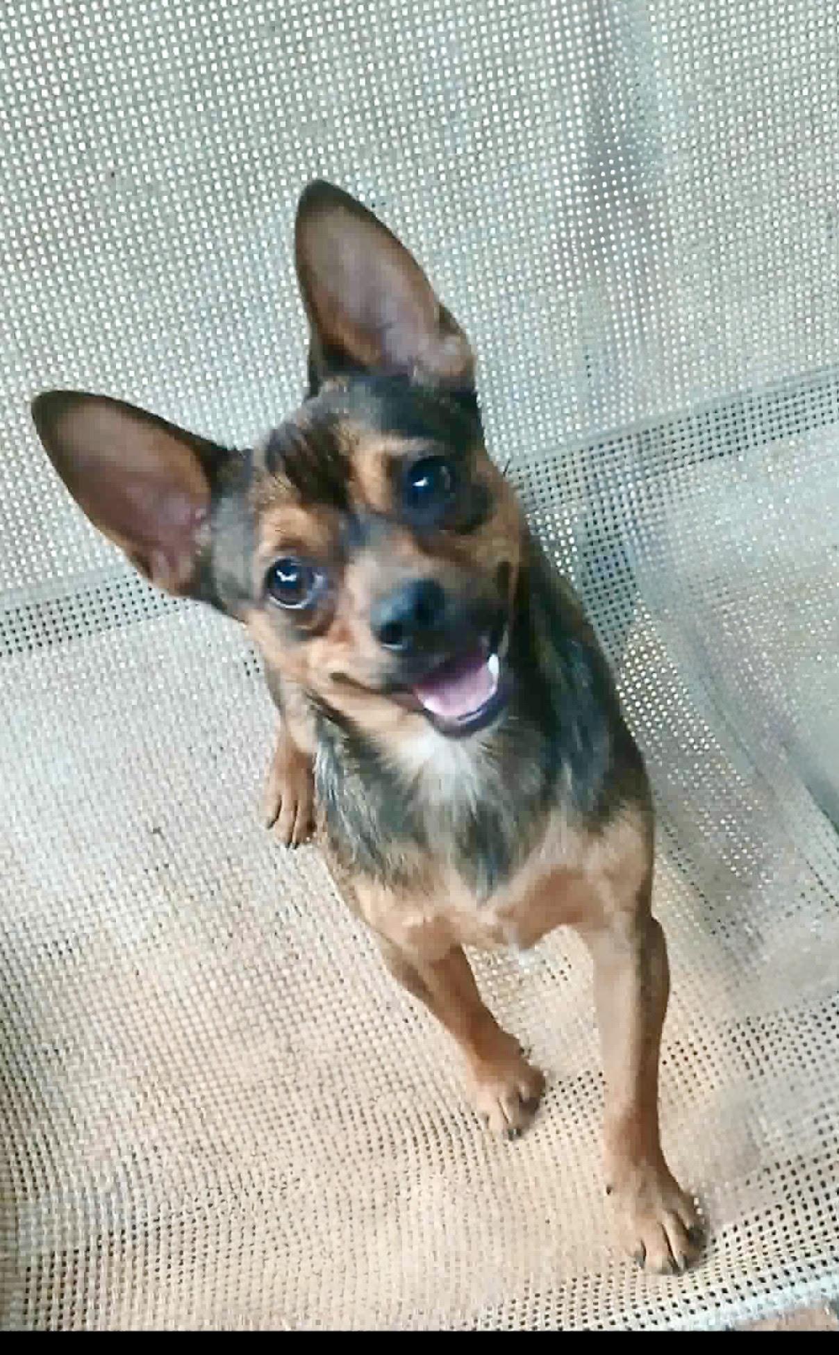 Peso, a ADOPTABLE mixed breed in Maiden, NC image 1/6