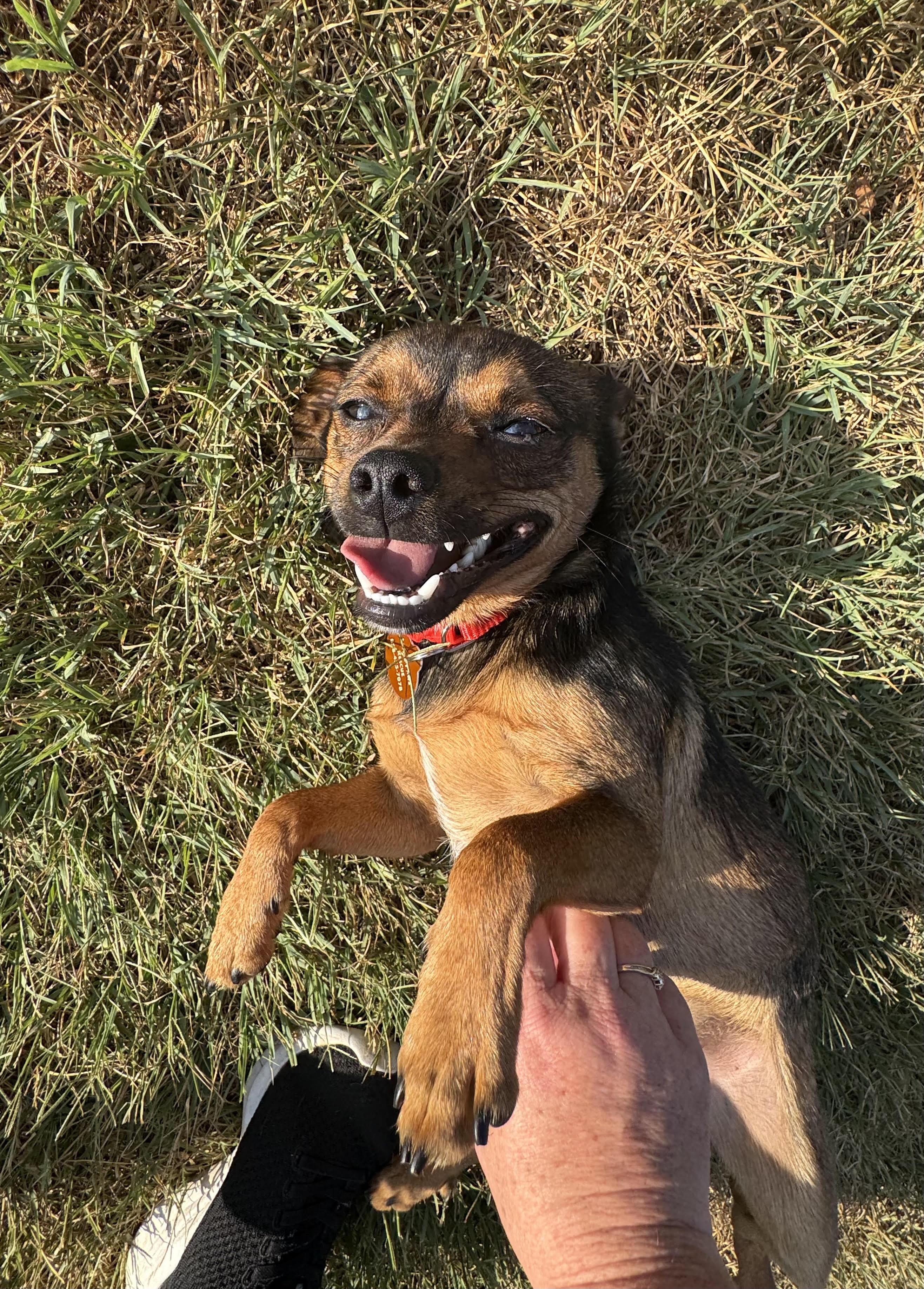 Peso, a ADOPTABLE mixed breed in Maiden, NC image 6/6