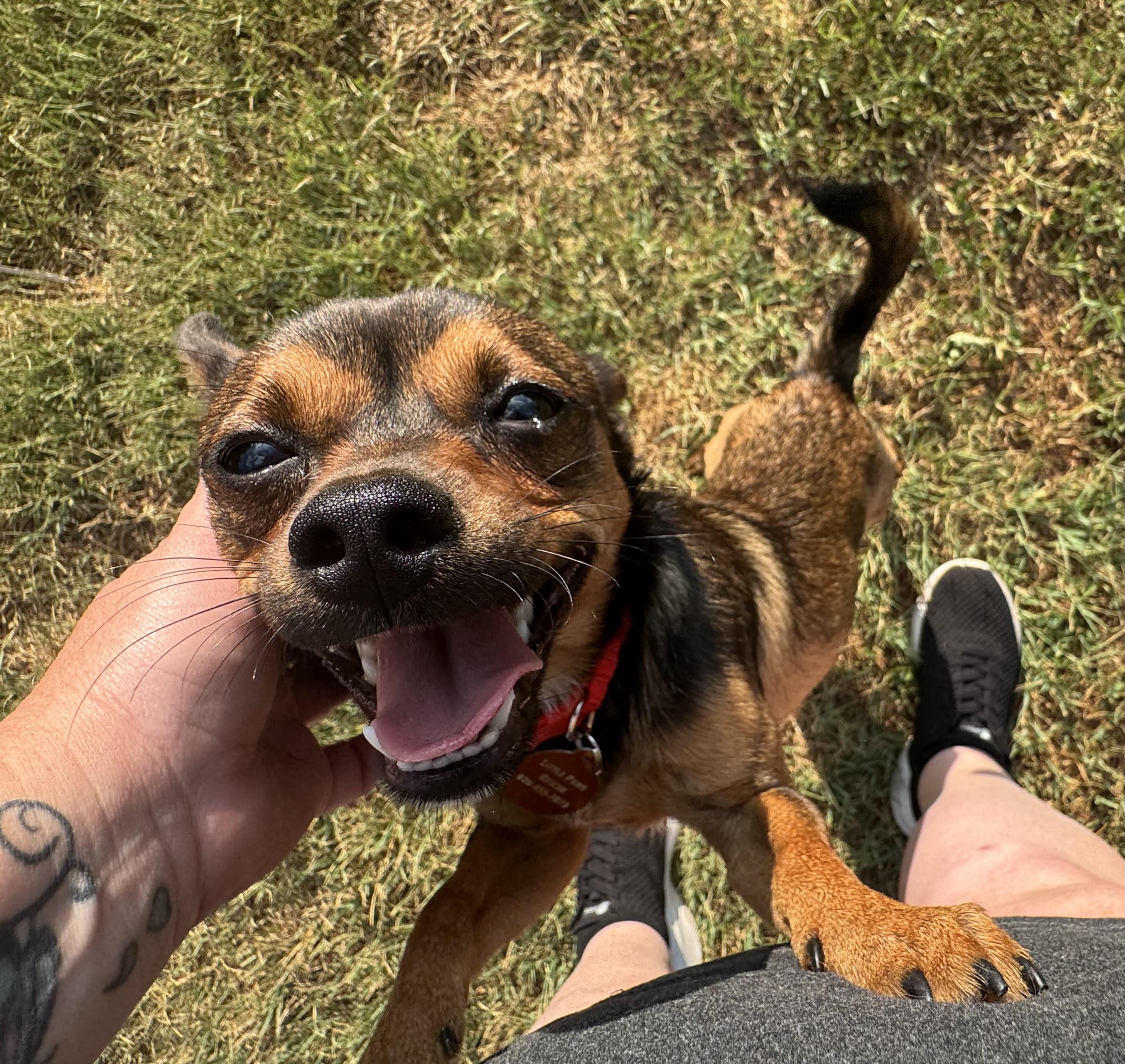 Peso, a ADOPTABLE mixed breed in Maiden, NC image 2/6