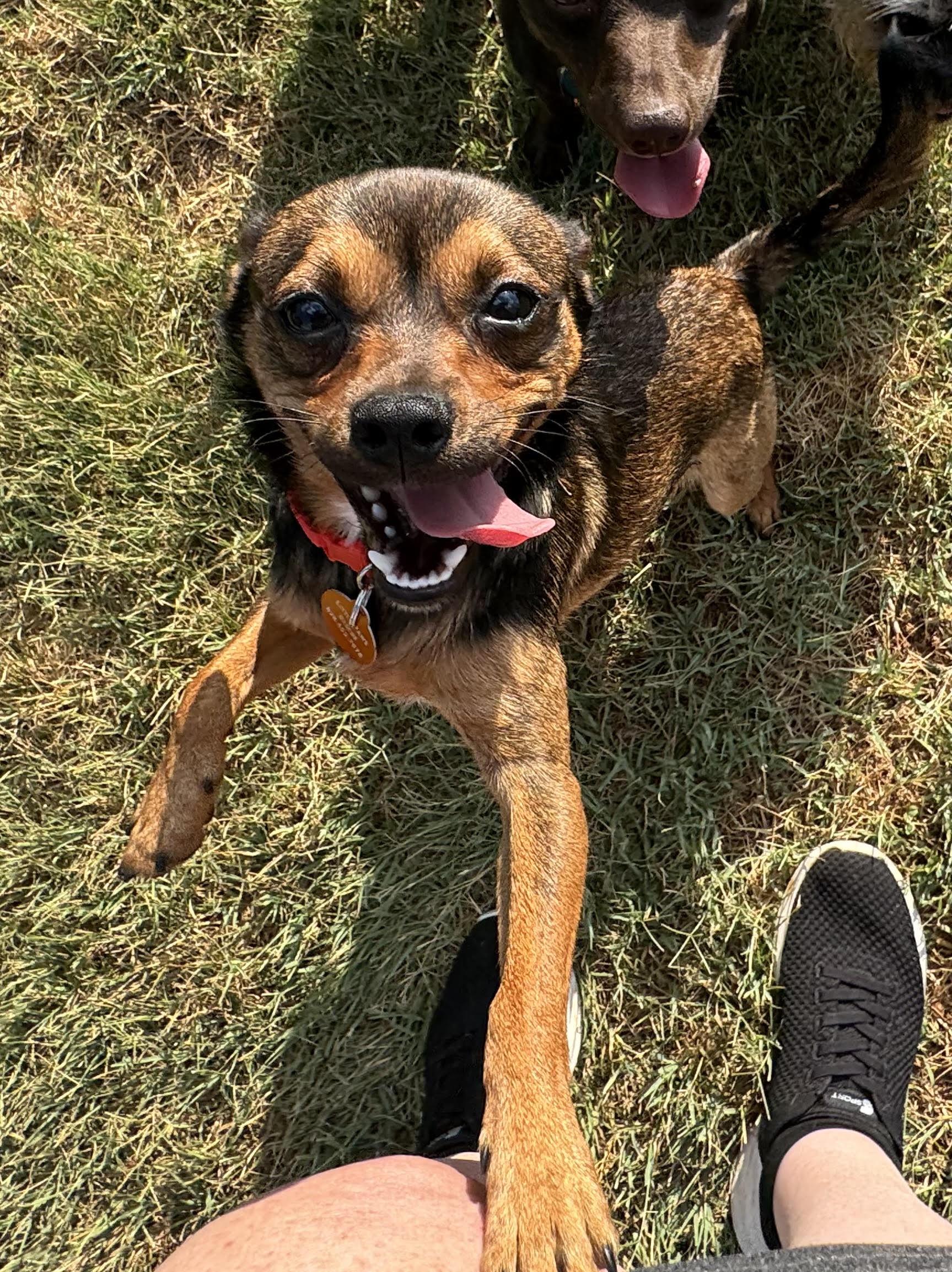 Peso, ADOPTABLE, Young Male Chihuahua.