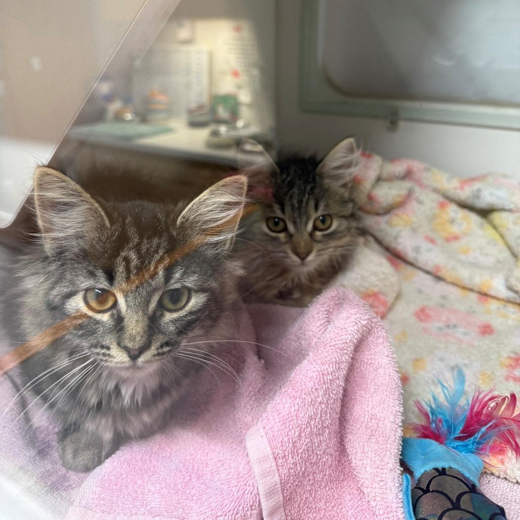 Dorito, Adoptable, Kitten Female Domestic Medium Hair.