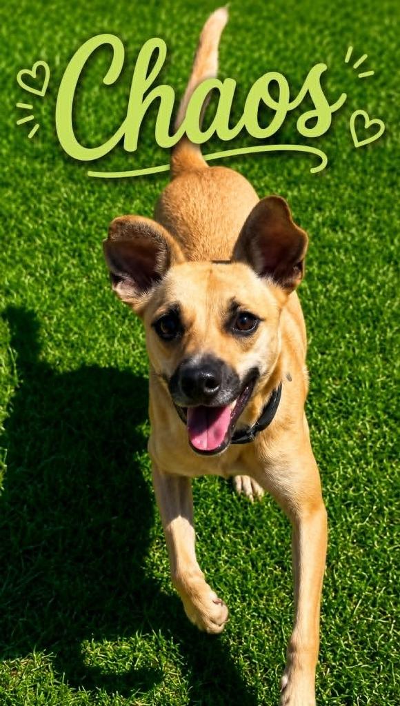 Enlarge Chaos, a Adoptable mixed breed in East Ridge, TN image 3/6