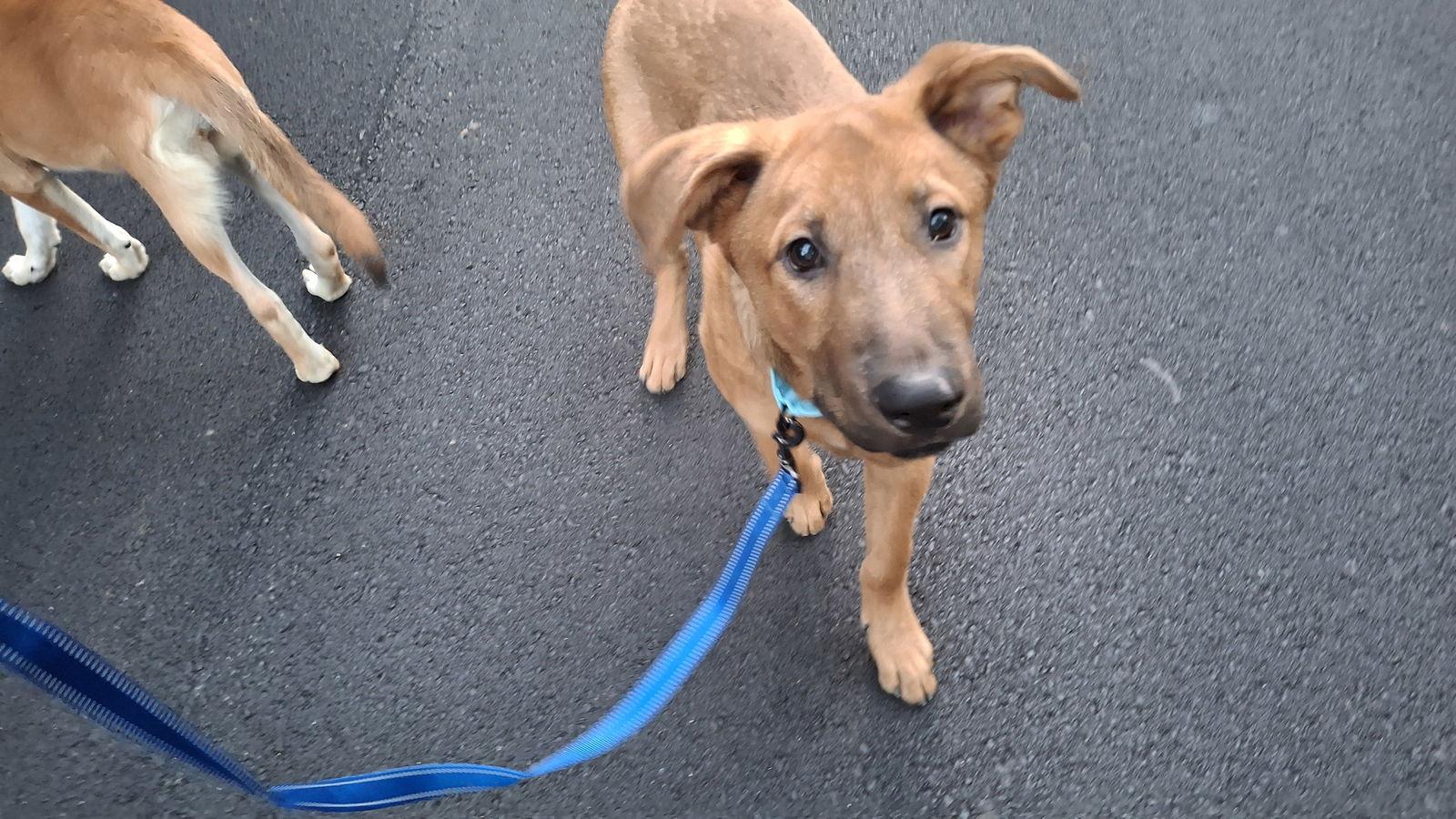 CARL, Adopted, Young Male German Shepherd Dog.