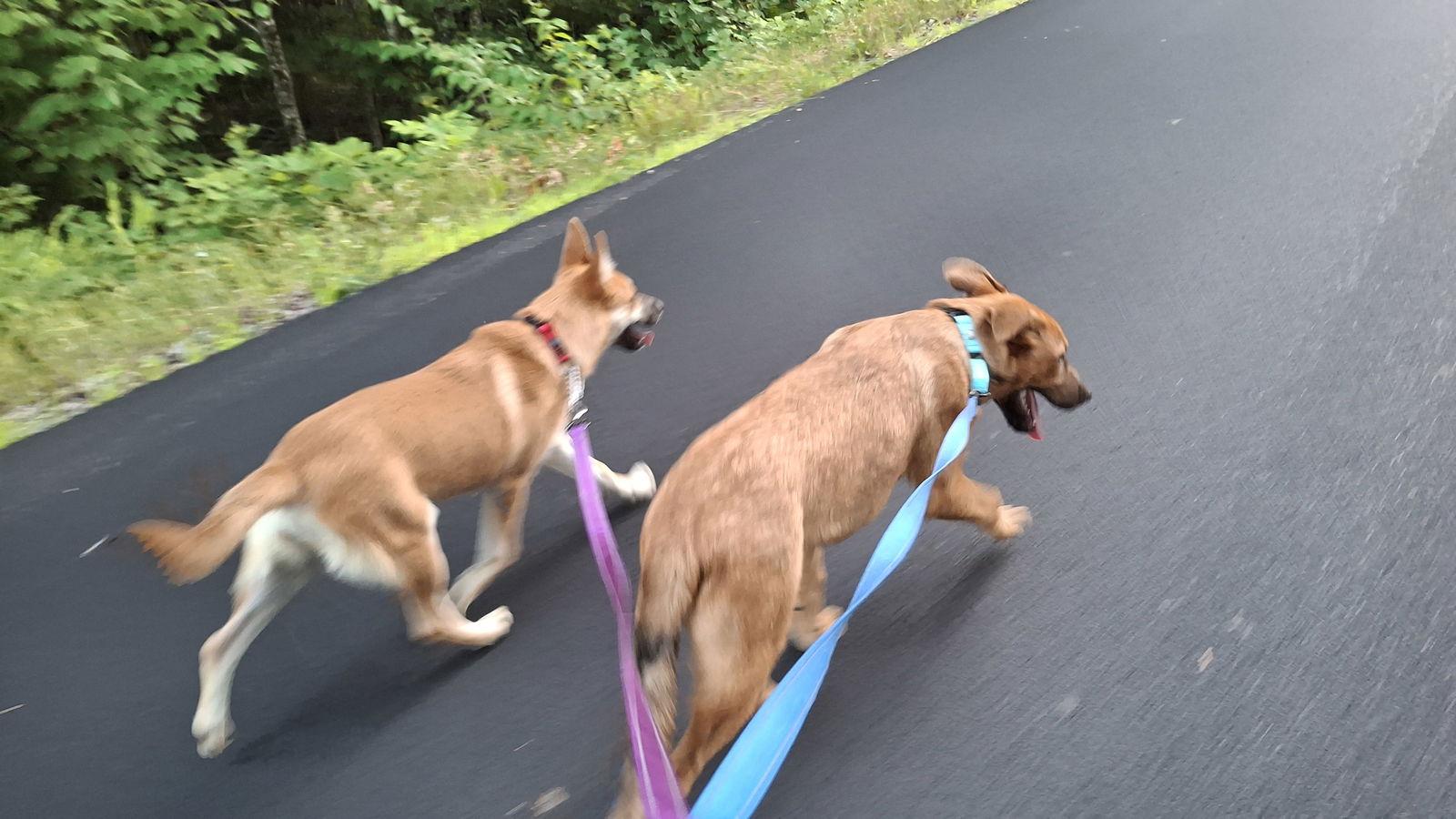 Enlarge CARL, a Adopted German Shepherd Dog in Sebec, ME image 2/3