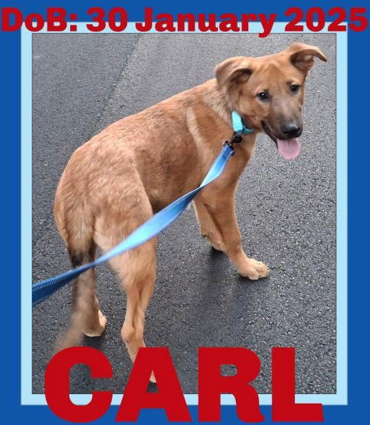 Enlarge CARL, a Adopted German Shepherd Dog in Sebec, ME image 3/3