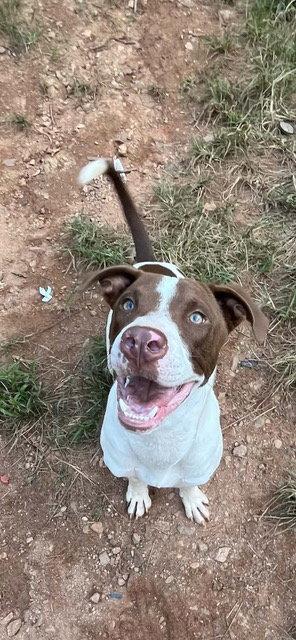 Enlarge Scout, a Adopted Terrier in Rutherfordton, NC image 1/1
