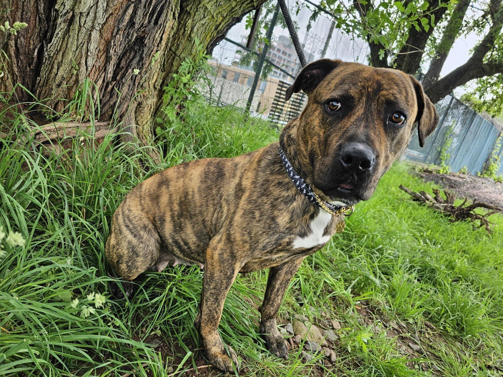 Enlarge Brook-Lynn, a Adoptable mixed breed in Jersey city, NJ image 3/3
