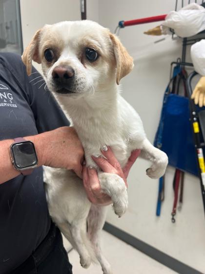 Marlin, Adoptable, Adult Male Chihuahua & Mixed Breed.