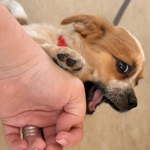 Enlarge LIBBY, a Adopted mixed breed in Dallas, TX image 2/5
