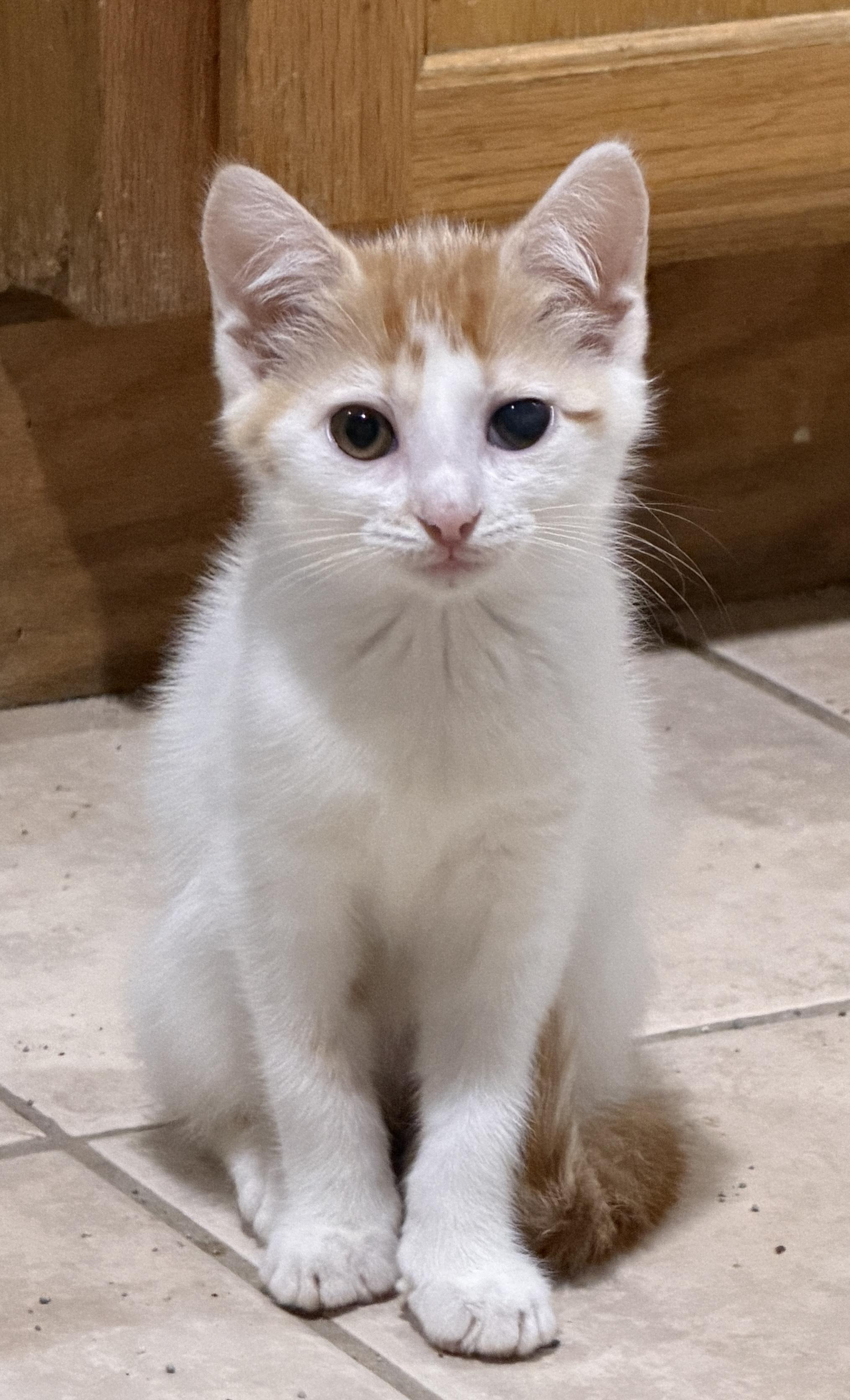 Enlarge Whitaker, a Adoptable Domestic Short Hair in East Hanover, NJ image 2/2