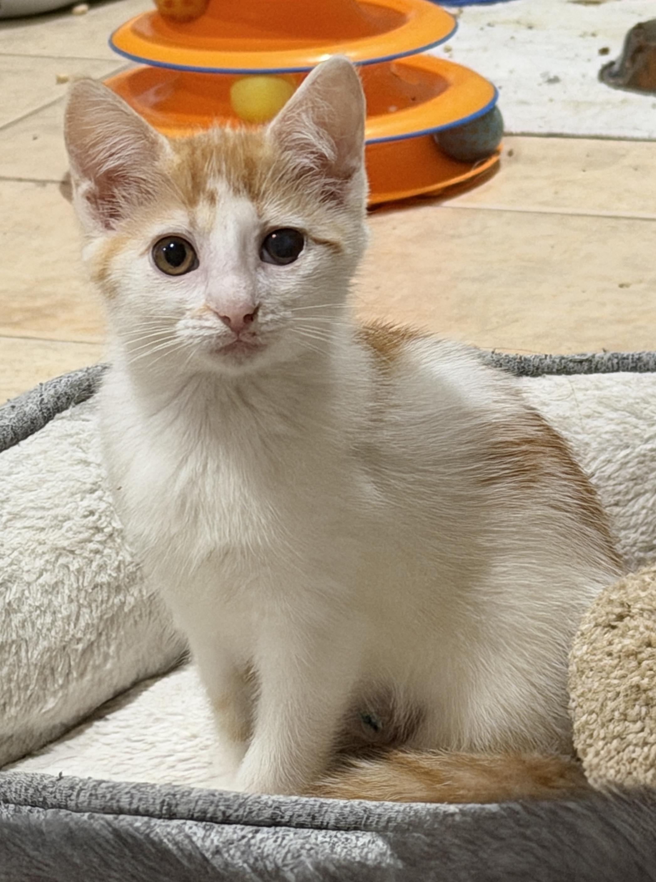 Enlarge Whitaker, a Adoptable Domestic Short Hair in East Hanover, NJ image 1/2