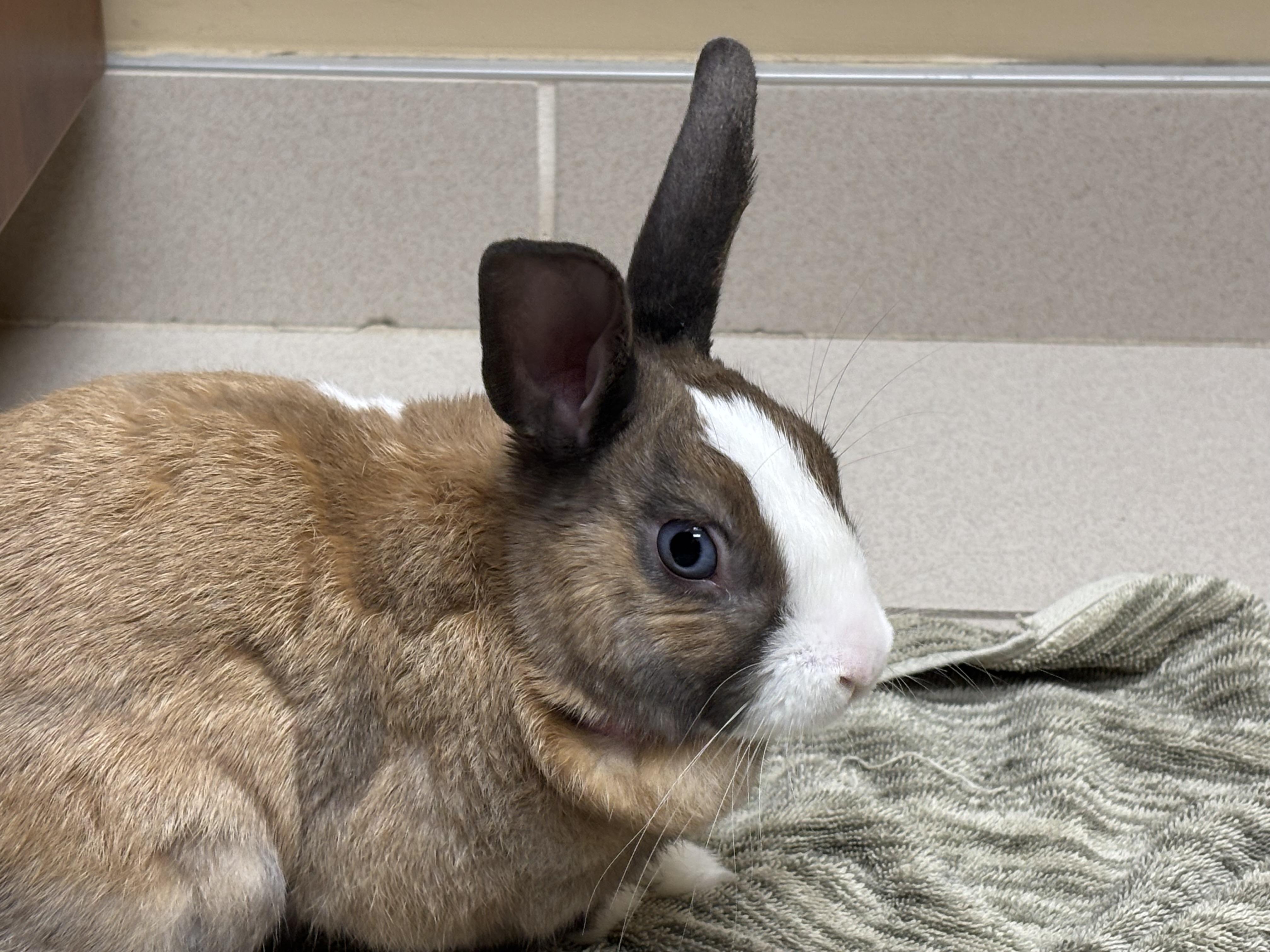 Enlarge Toast, a ADOPTABLE mixed breed in Everett, ON image 3/3
