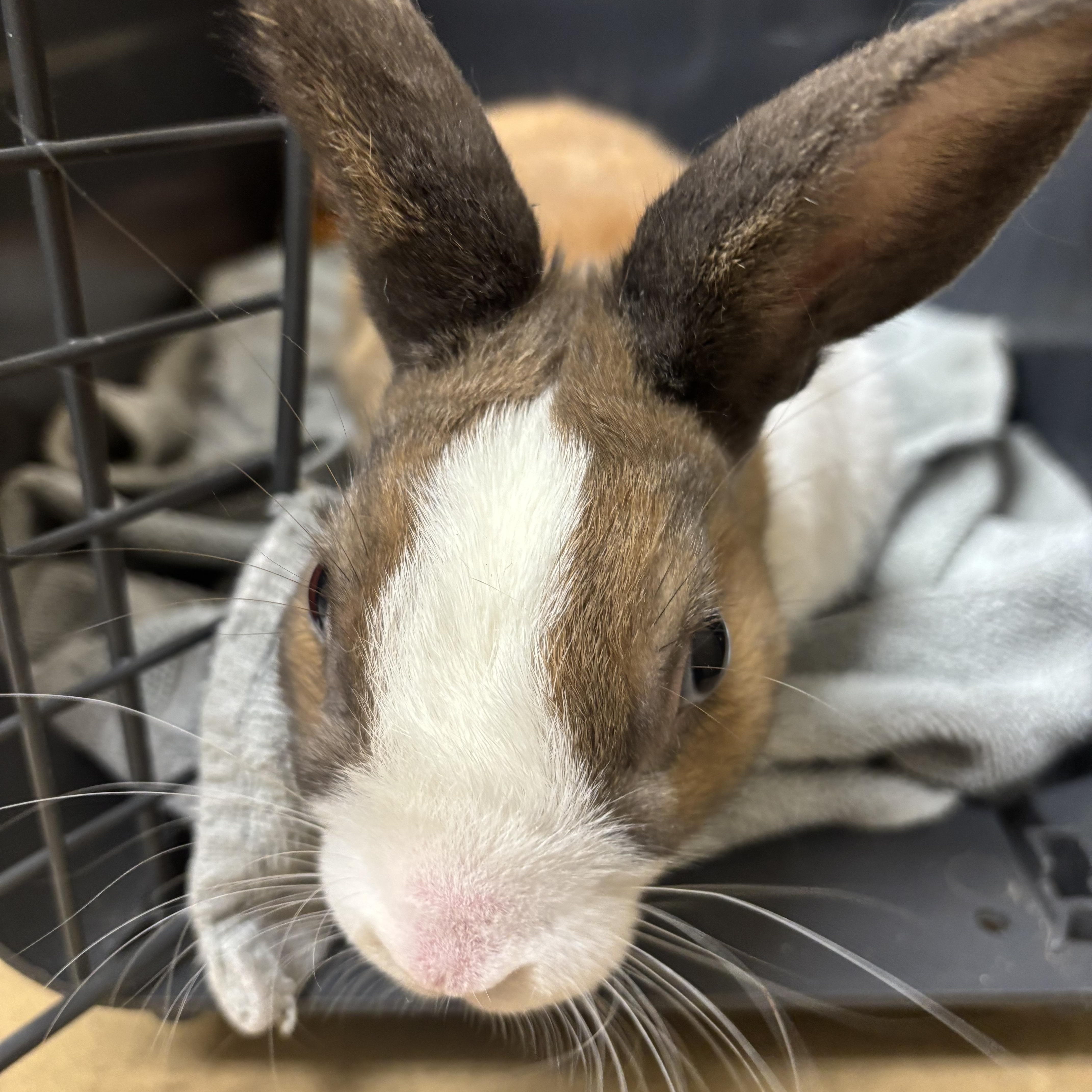 Enlarge Toast, a ADOPTABLE mixed breed in Everett, ON image 2/3