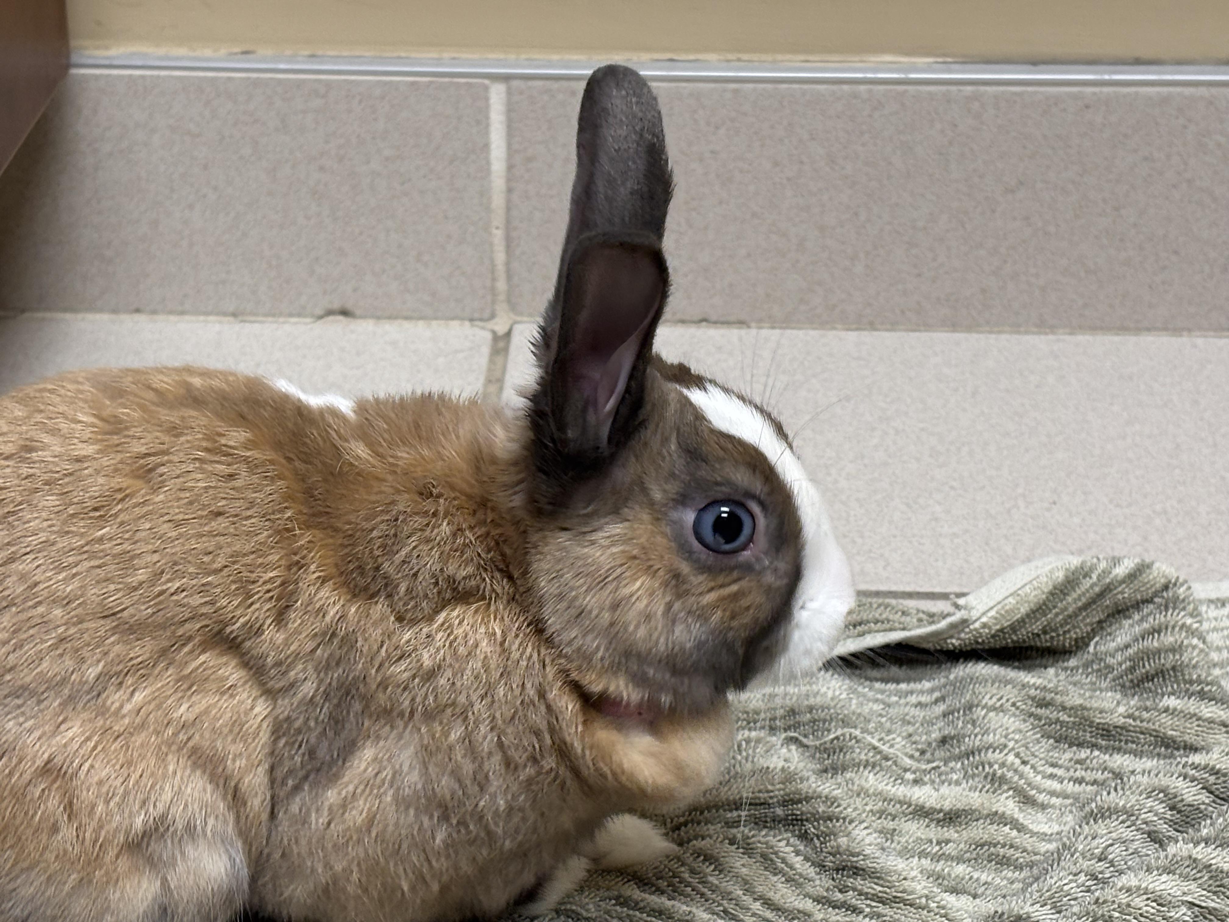 Toast, ADOPTABLE, Adult Male Bunny Rabbit & Dutch.
