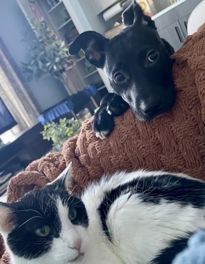 Enlarge Rikki, a Adoptable mixed breed in Washington, DC image 1/3