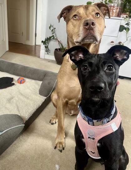 Enlarge Rikki, a Adoptable mixed breed in Washington, DC image 2/3