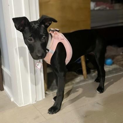 Enlarge Rikki, a Adoptable mixed breed in Washington, DC image 3/3