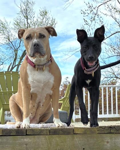 Enlarge Rikki, a Adoptable mixed breed in Washington, DC image 1/3