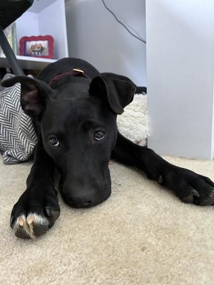 Enlarge Rikki, a Adoptable mixed breed in Washington, DC image 3/3