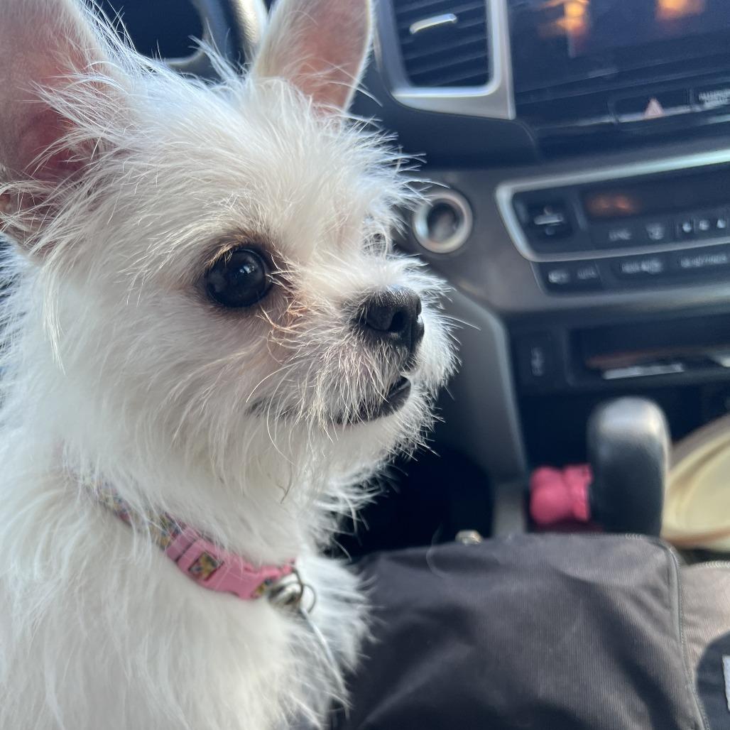 Billy, Adoptable, Senior Male Yorkshire Terrier & Chihuahua.