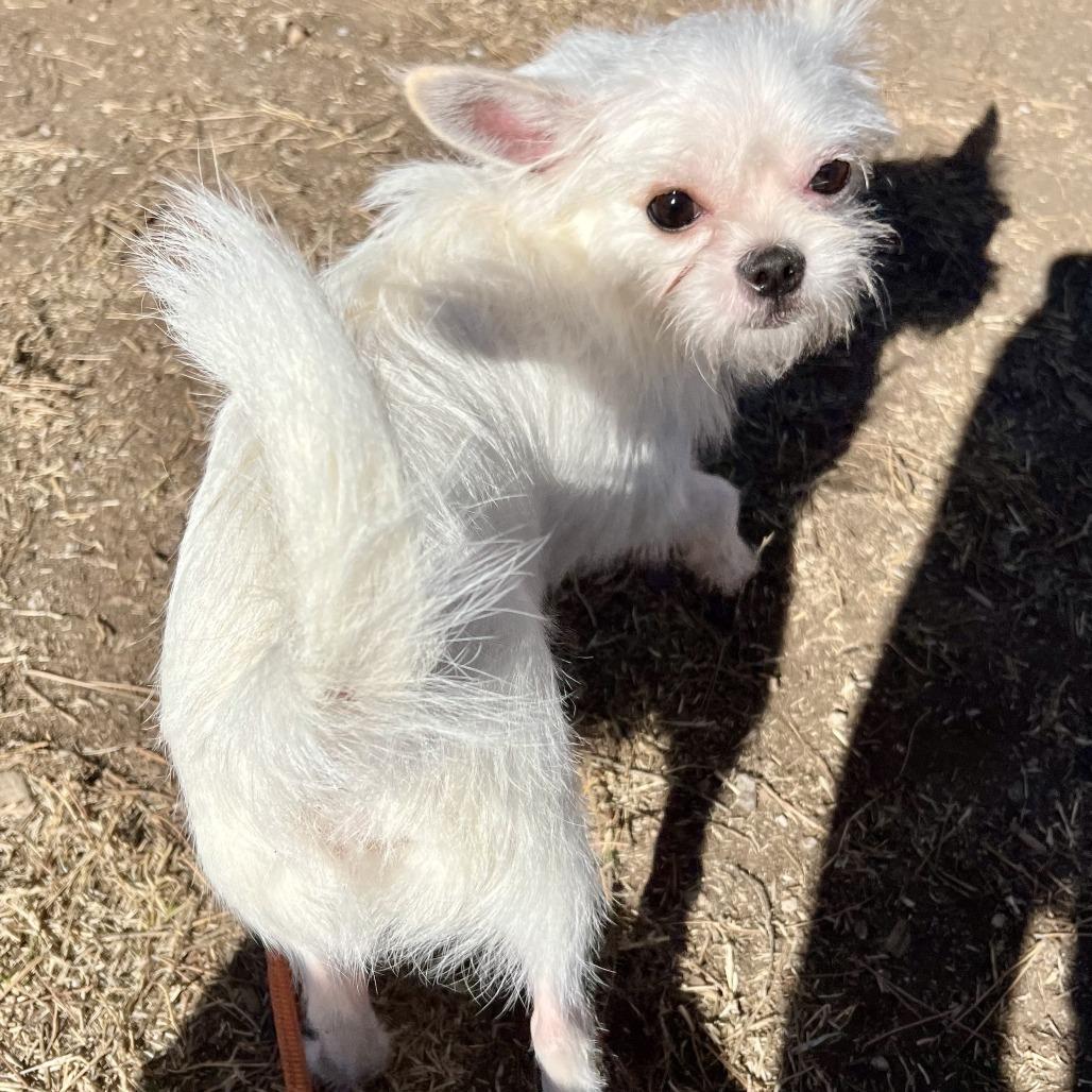 Billy, a Adoptable mixed breed in Phoenix, AZ image 2/4