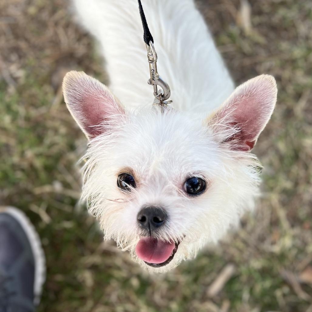 Billy, a Adoptable mixed breed in Phoenix, AZ image 3/4