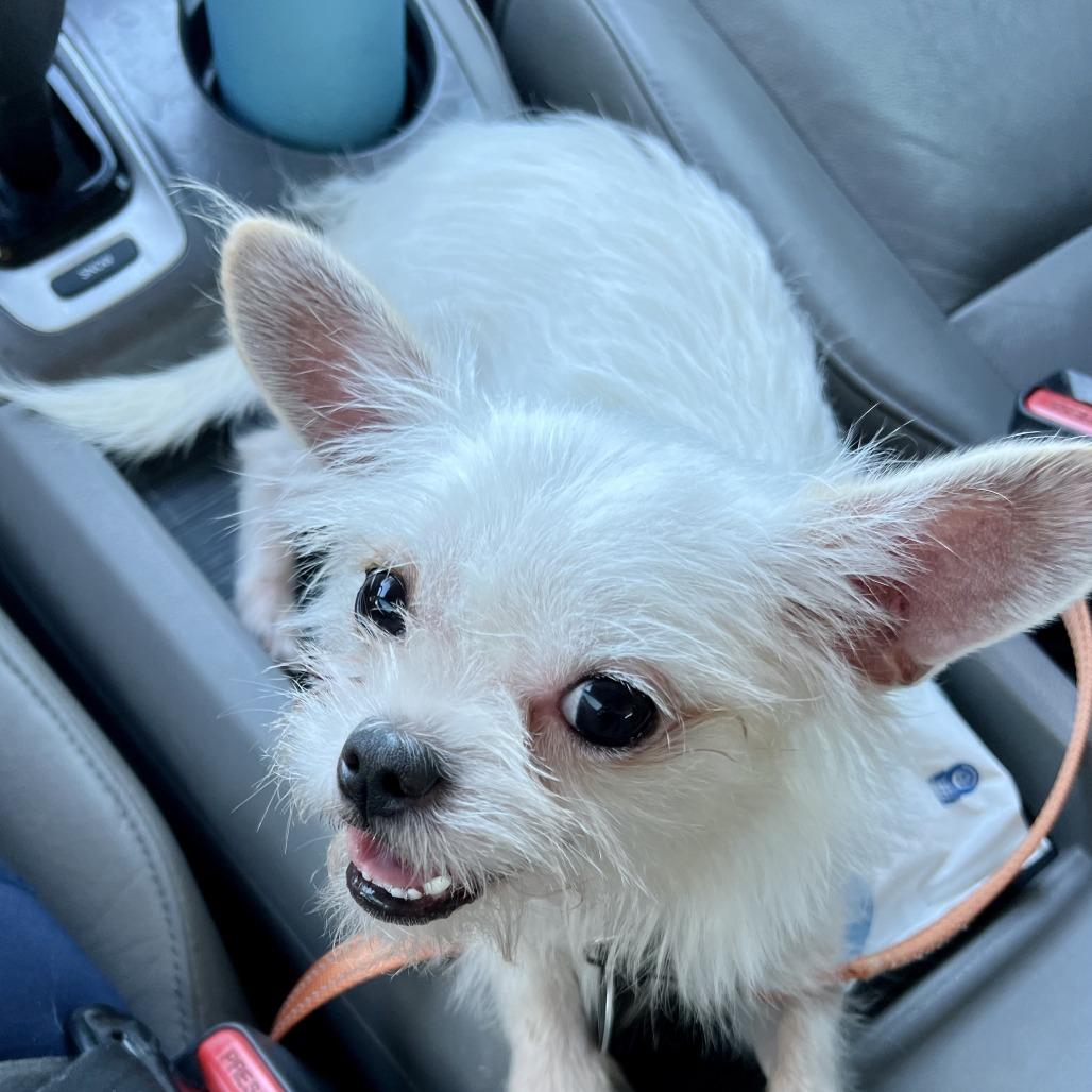 Billy, a Adoptable mixed breed in Phoenix, AZ image 4/4