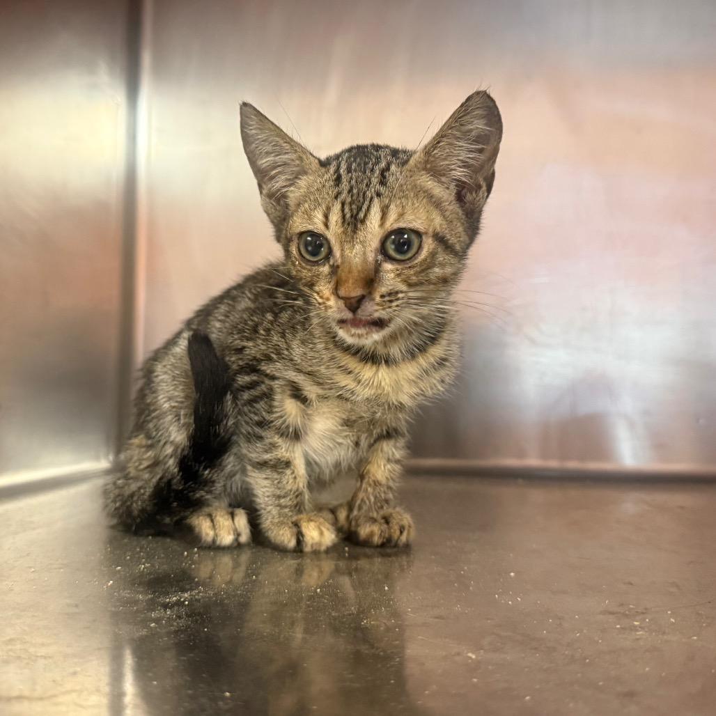 Lola 6423, Adoptable, Kitten Female Domestic Short Hair.