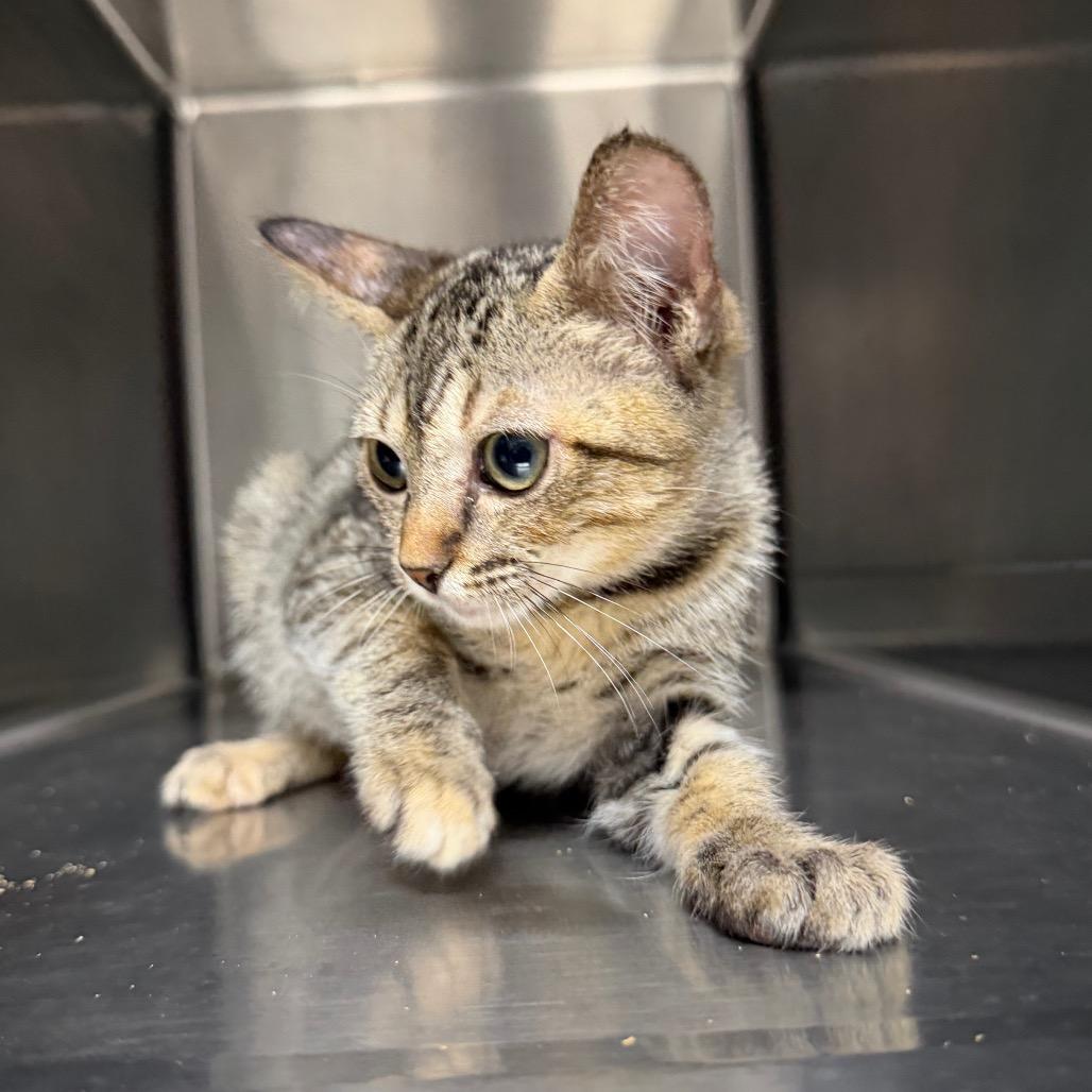 Enlarge Lola 6423, a Adoptable Domestic Short Hair in Hamilton, GA image 2/6