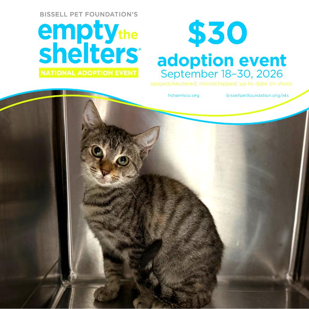 Enlarge Lola 6423, a Adoptable Domestic Short Hair in Hamilton, GA image 3/6