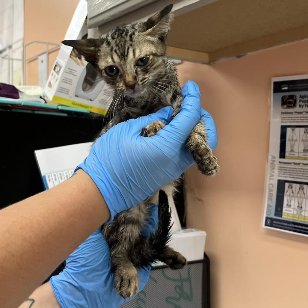 Enlarge Lola 6423, a Adoptable Domestic Short Hair in Hamilton, GA image 4/6