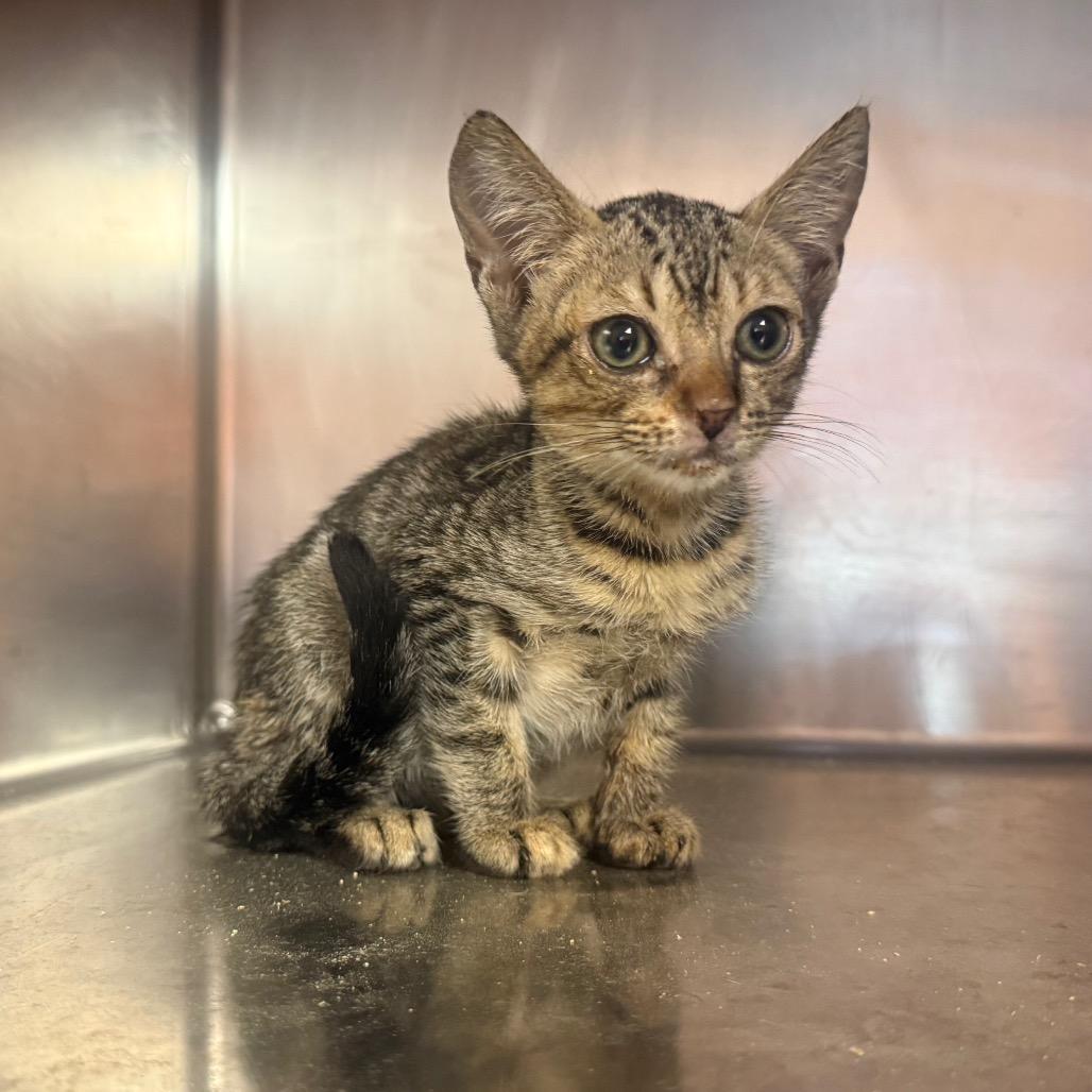 Enlarge Lola 6423, a Adoptable Domestic Short Hair in Hamilton, GA image 5/6