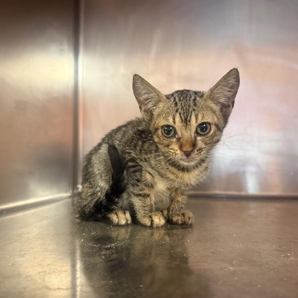 Enlarge Lola 6423, a Adoptable Domestic Short Hair in Hamilton, GA image 6/6