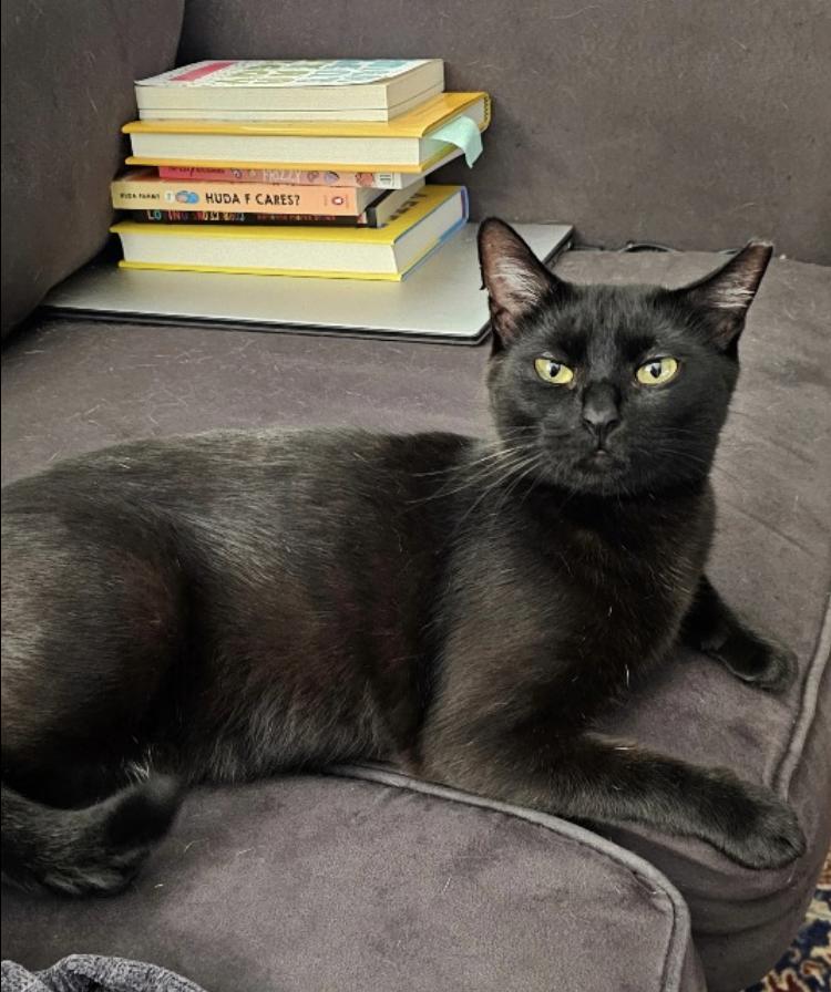 Green Day mama:  She, Adoptable, Young Female Domestic Short Hair.