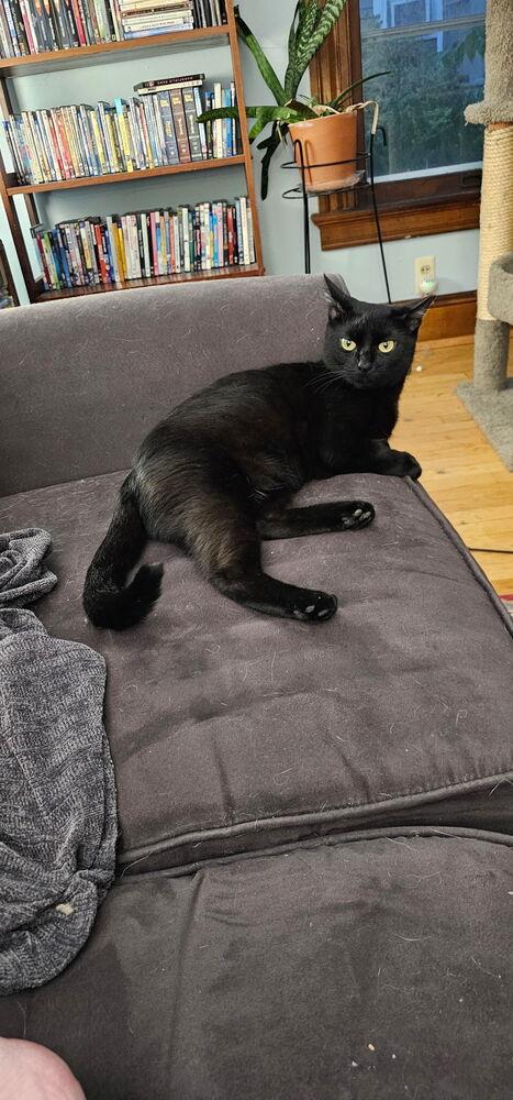 Green Day mama: She, a Adoptable Domestic Short Hair in Warren, CT image 2/6