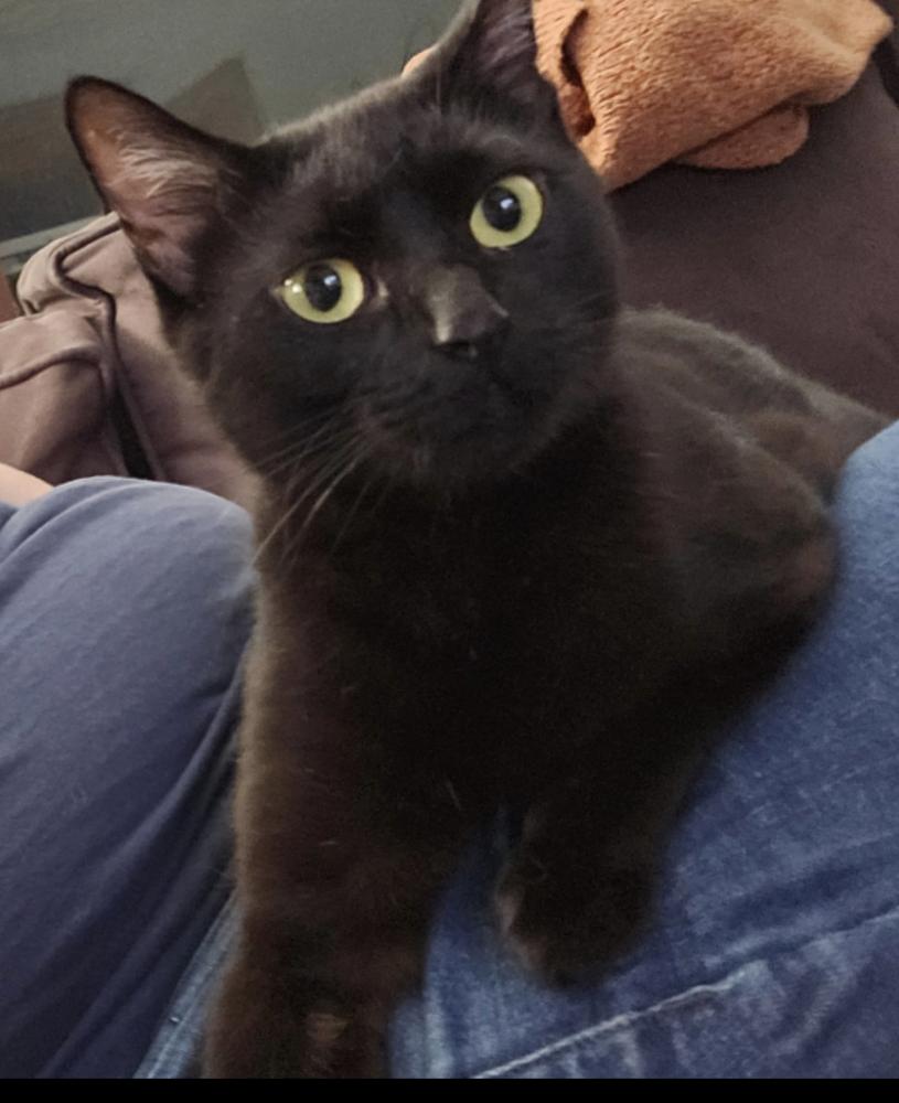 Green Day mama: She, a Adoptable Domestic Short Hair in Warren, CT image 3/6