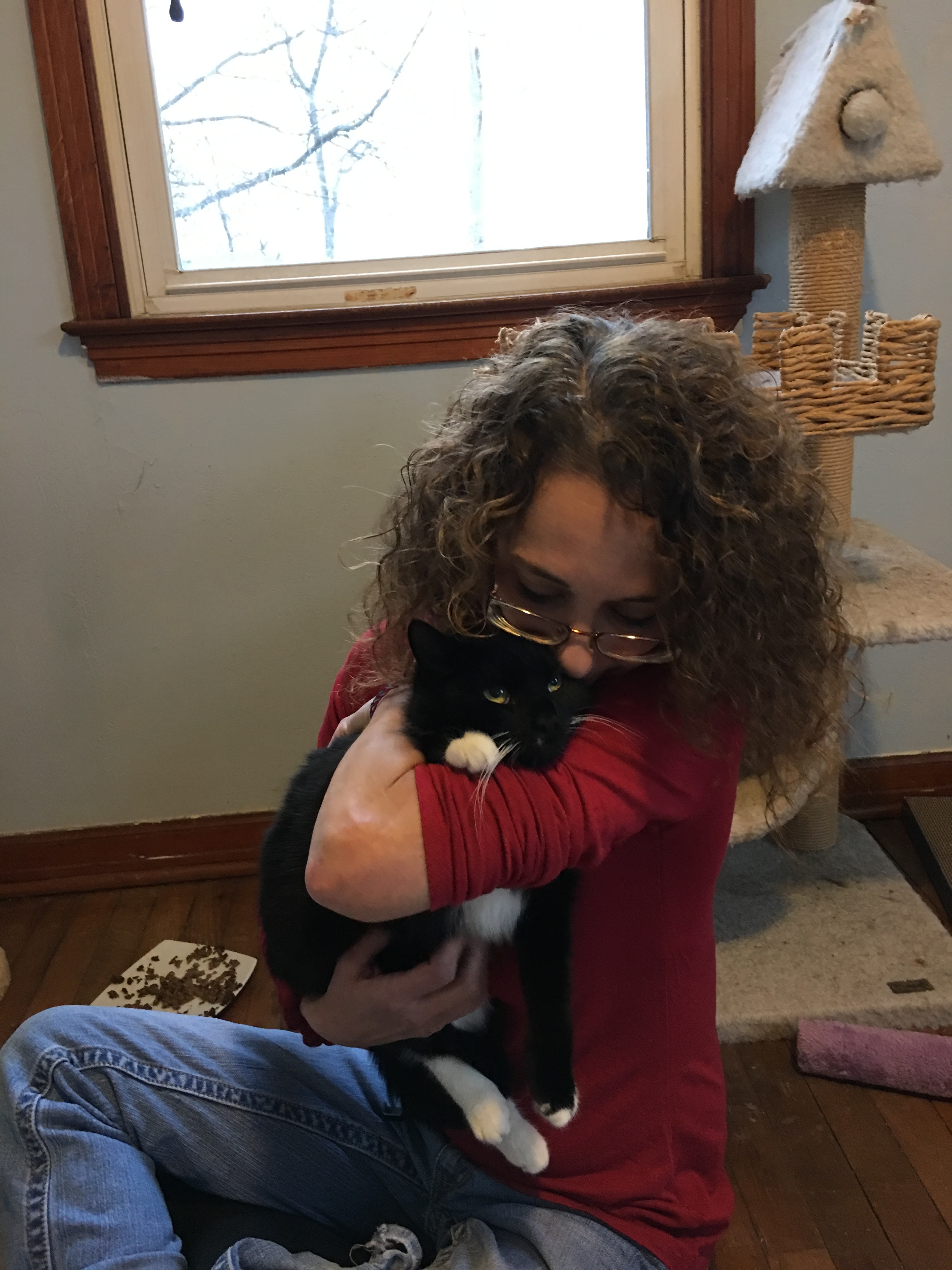 Baby, a Adoptable Domestic Short Hair in Clifton, NJ image 1/6