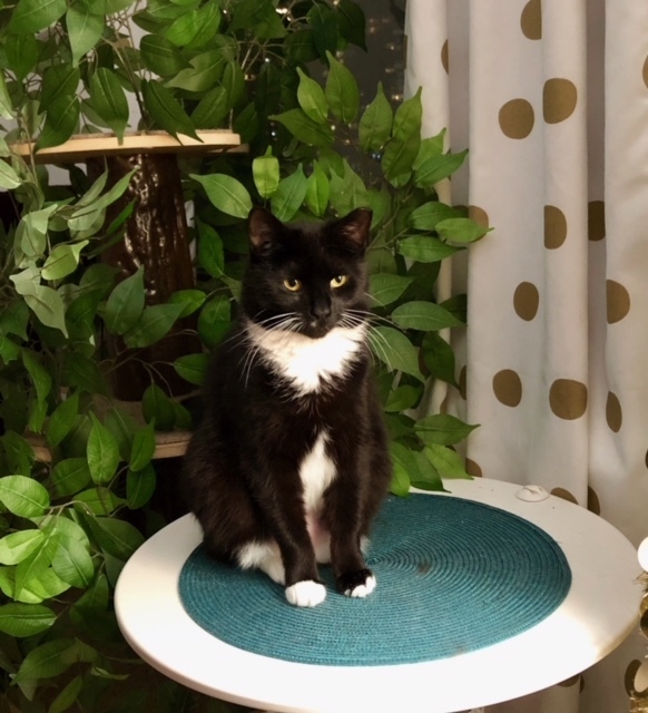 Baby, a Adoptable Domestic Short Hair in Clifton, NJ image 2/6