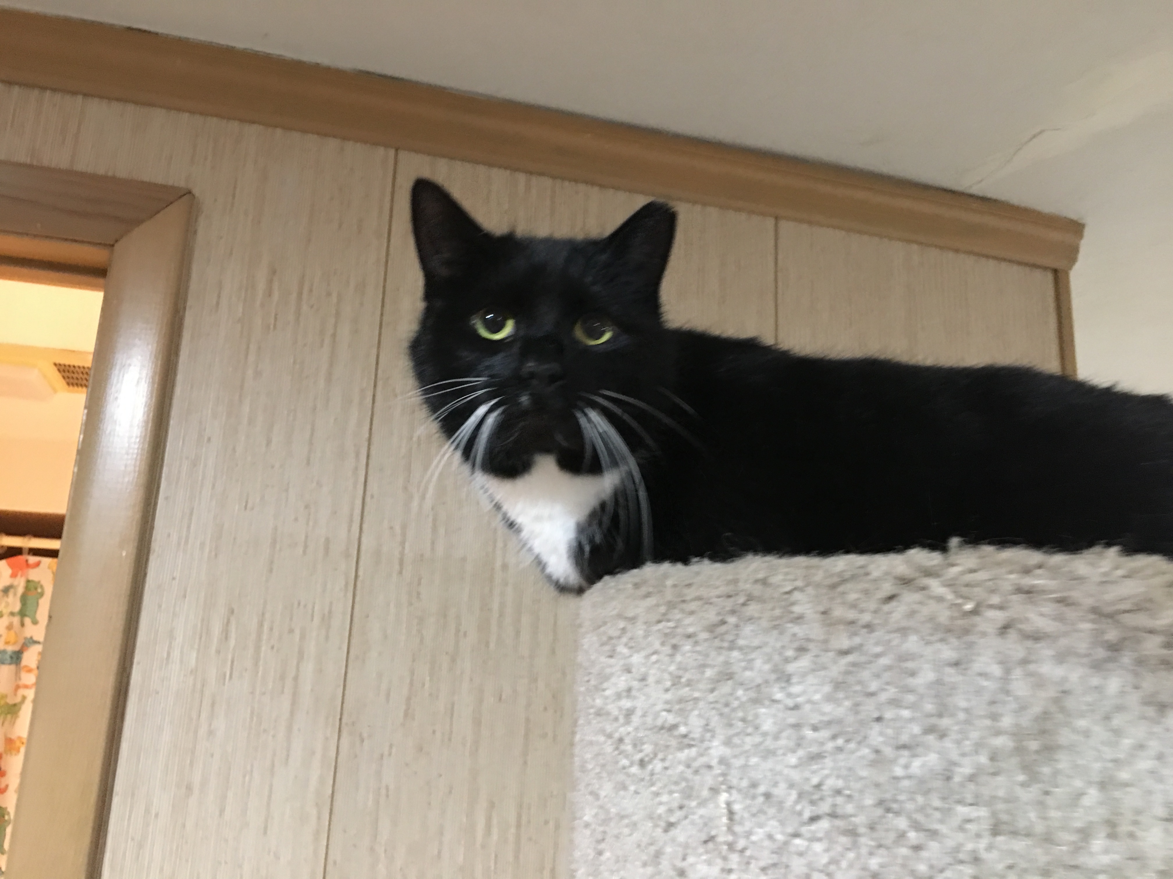 Baby, a Adoptable Domestic Short Hair in Clifton, NJ image 3/6