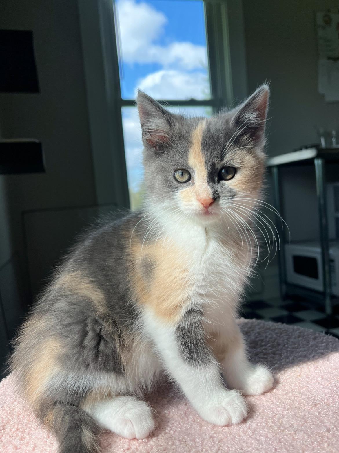 Rory, a ADOPTABLE Domestic Short Hair in Lima, OH image 3/4
