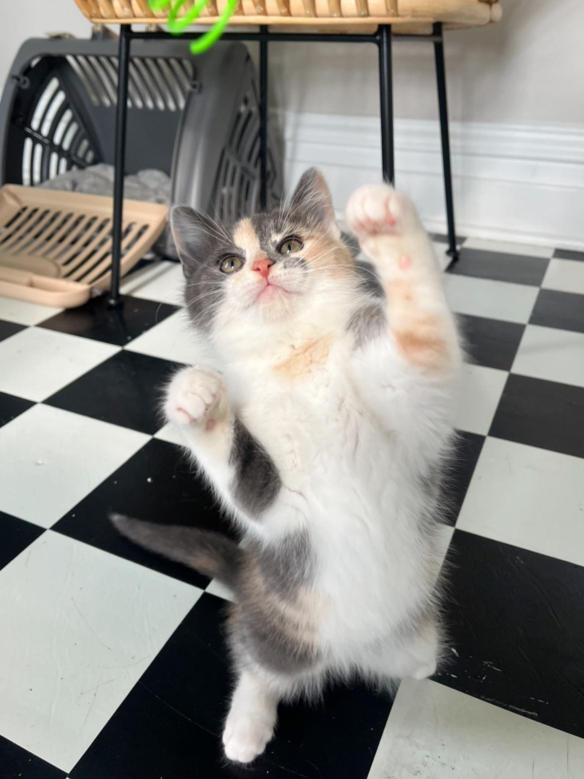 Rory, a ADOPTABLE Domestic Short Hair in Lima, OH image 4/4