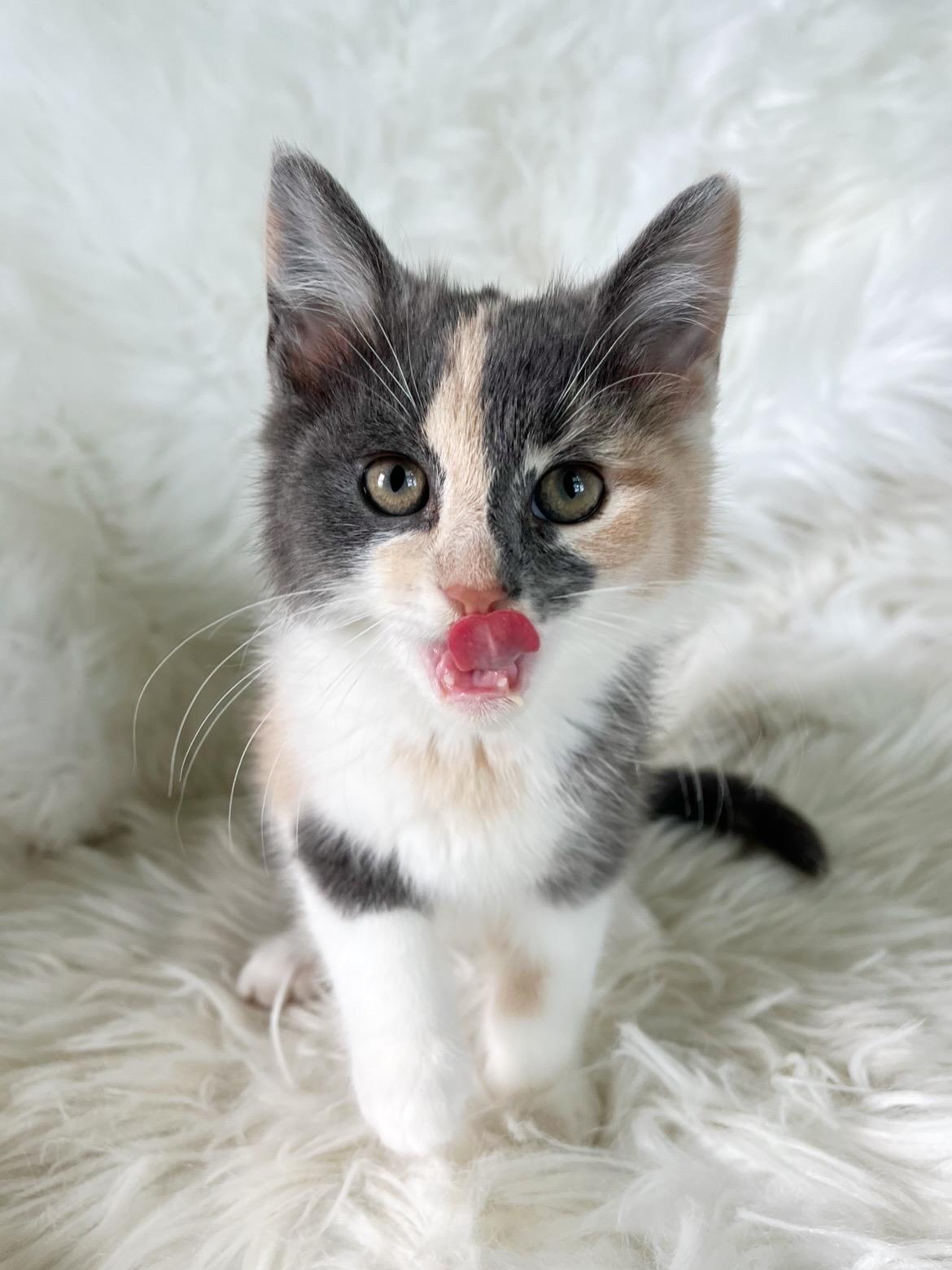 Rory, a ADOPTABLE Domestic Short Hair in Lima, OH image 1/4
