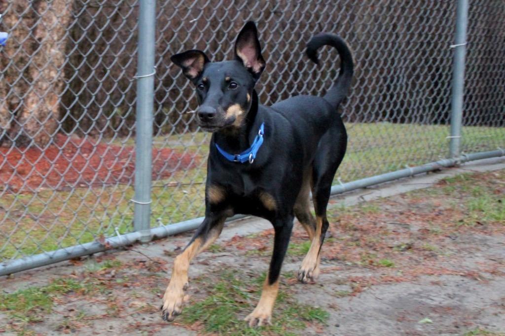 Ruby, Adoptable, Adult Female Doberman Pinscher & Mixed Breed.